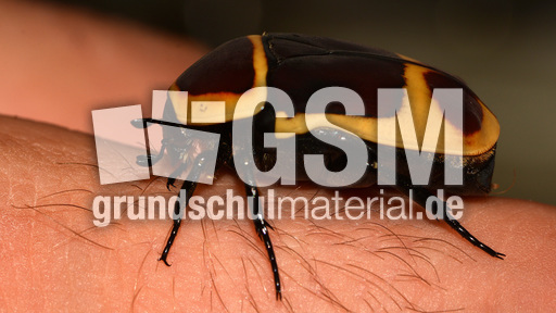 Kongo-Rosenkäfer (8).jpg